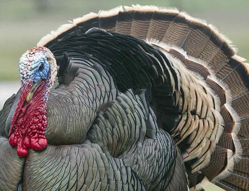 Is Turkey Kosher?